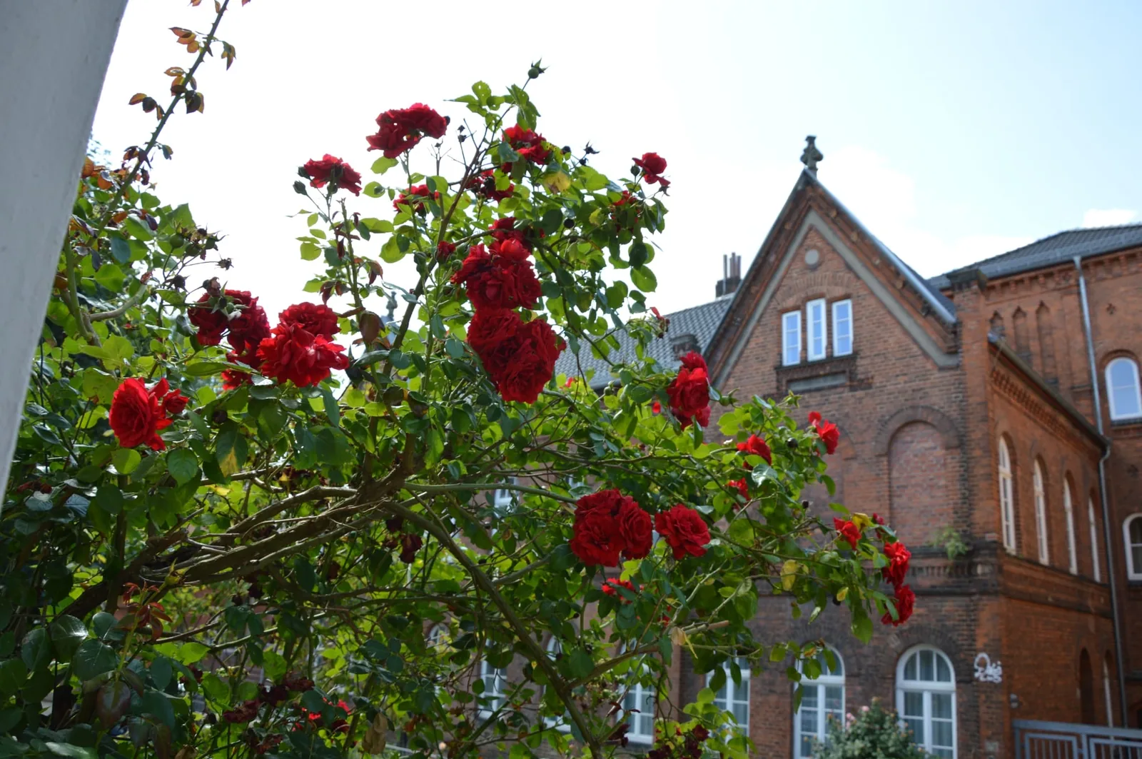 Rosen vor dem Backsteingebäude der Schule Schmidtstraße